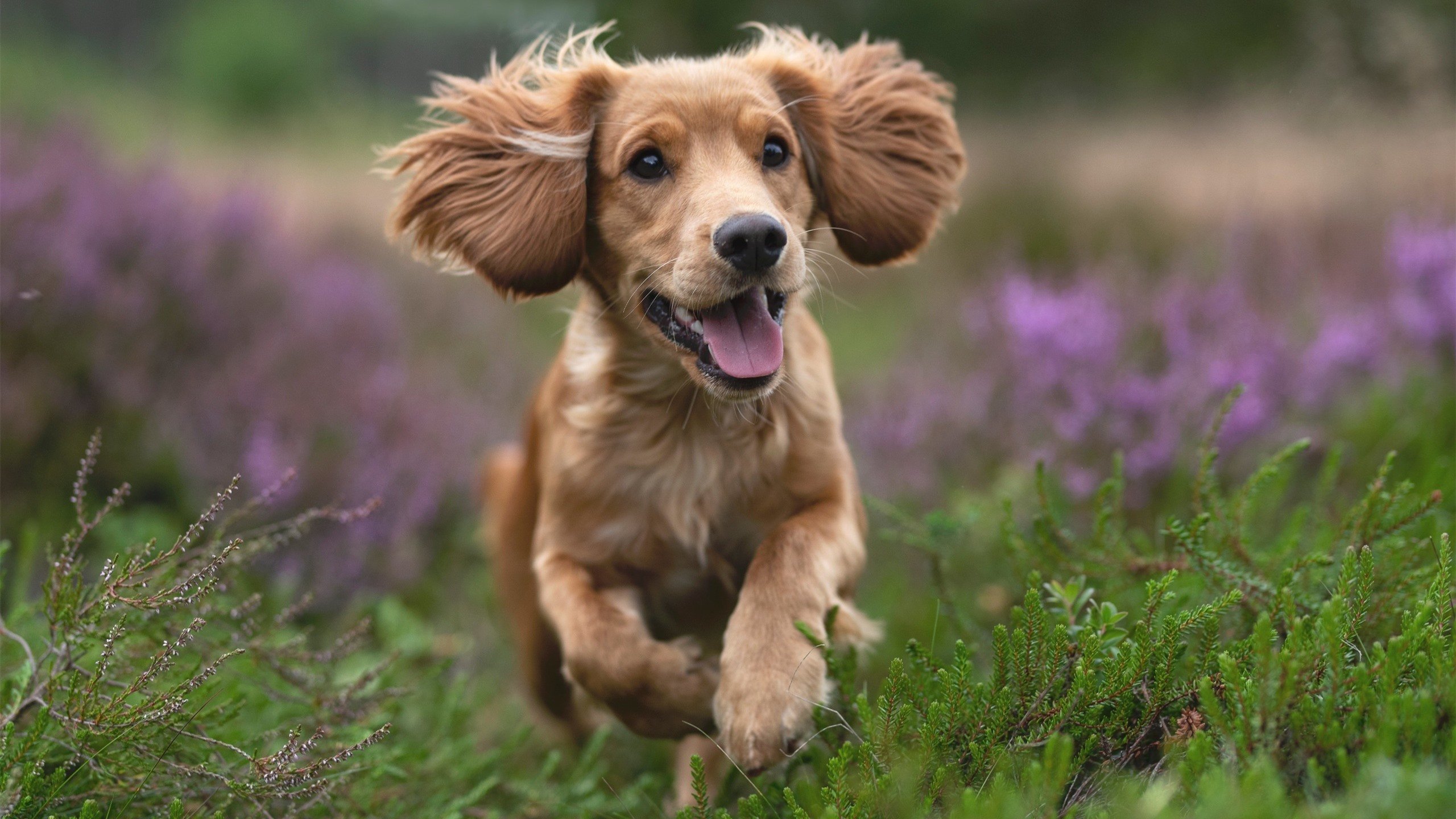 职业球员疲劳管理是否存在科学缺口，运动员的疲劳期
